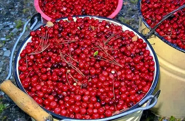 How to quickly sort out lingonberries from garbage