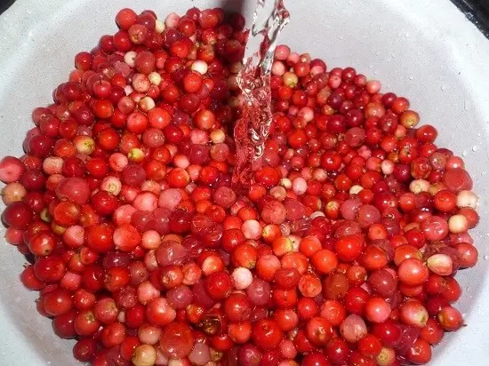 How to quickly sort out lingonberries from garbage