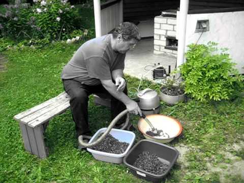 How to quickly sort out lingonberries from garbage