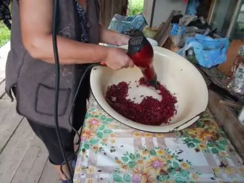 How to quickly sort out lingonberries from garbage