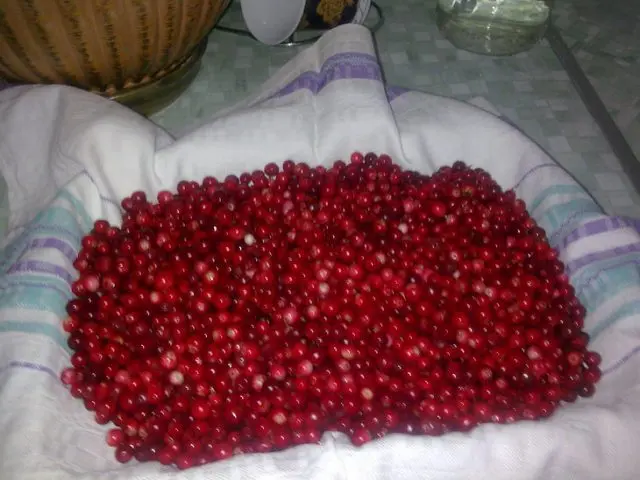 How to quickly sort out lingonberries from garbage