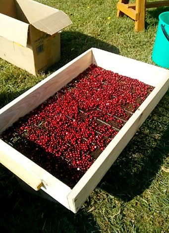 How to quickly sort out lingonberries from garbage