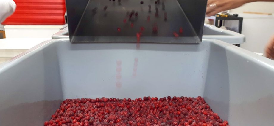 How to quickly sort out lingonberries from garbage