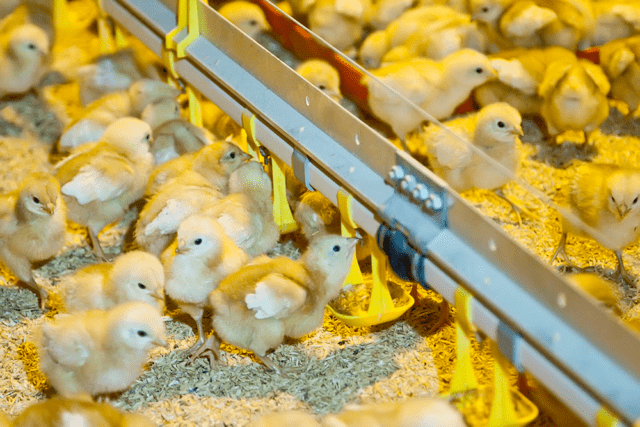 How to raise chickens: features, prevention and treatment of diseases