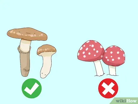 How to recognize mushrooms