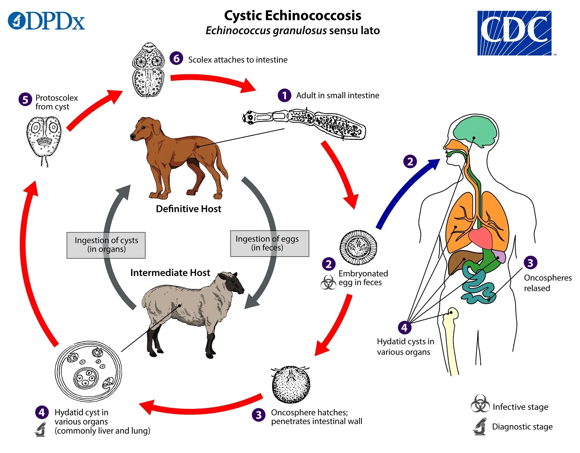 How to recognize the symptoms of echinococcosis?