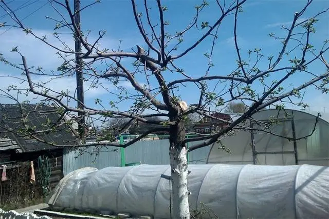 How to rejuvenate an apple tree with pruning + scheme