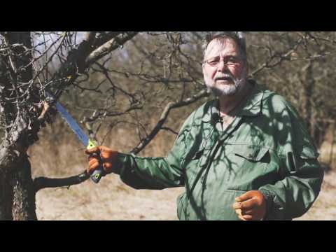 How to rejuvenate an apple tree with pruning + scheme