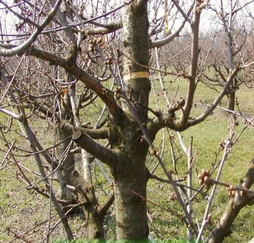 How to rejuvenate an apple tree with pruning + scheme