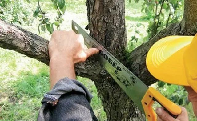 How to rejuvenate an apple tree with pruning + scheme