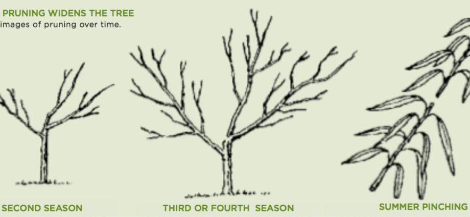 How to rejuvenate an apple tree with pruning + scheme – Healthy Food ...