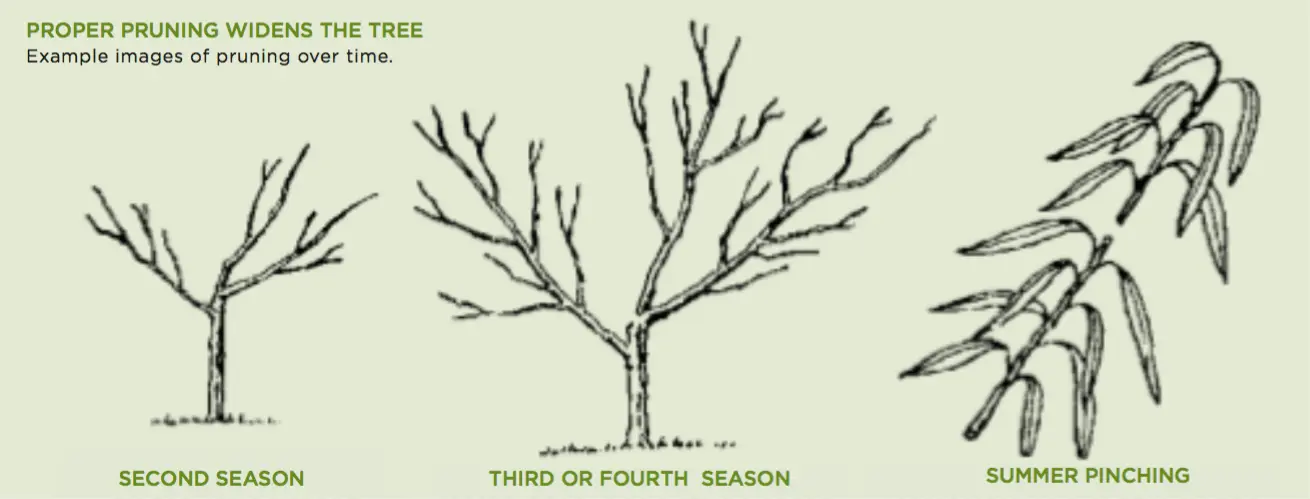 How to rejuvenate an apple tree with pruning + scheme