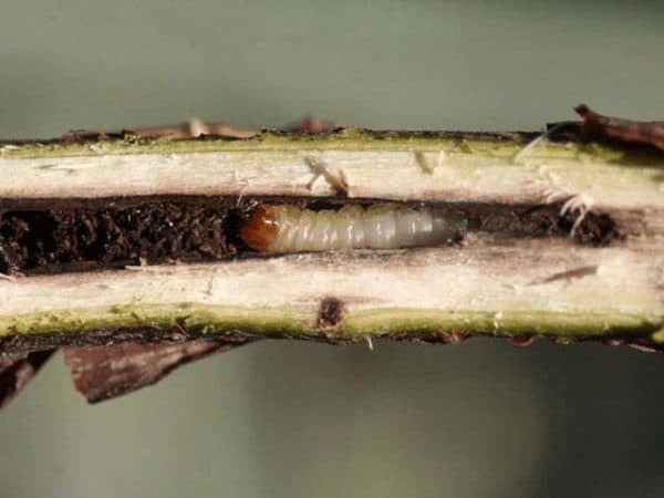 How to renew a currant bush