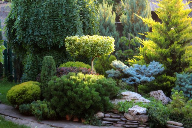 How to root conifers