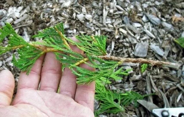 How to root conifers