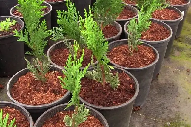 How to root conifers