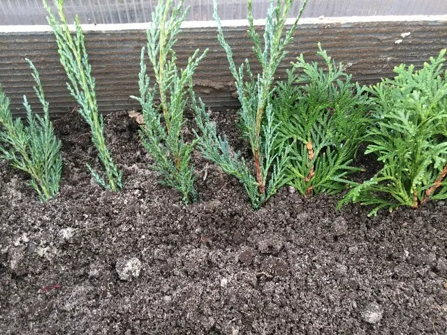 How to root conifers