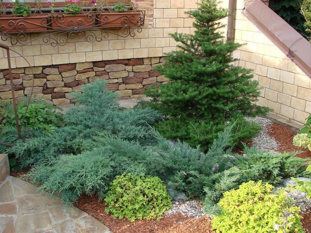 How to root conifers