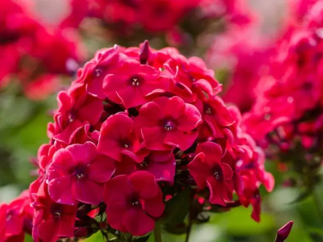 How to root phlox with cuttings: terms, rules, methods