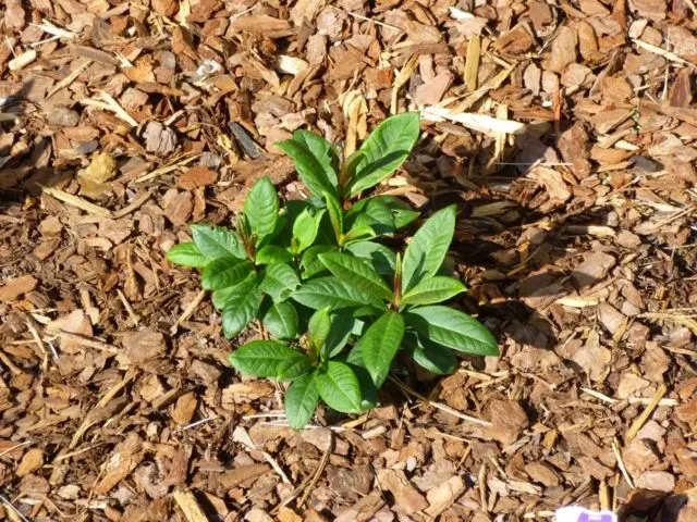 How to root phlox with cuttings: terms, rules, methods