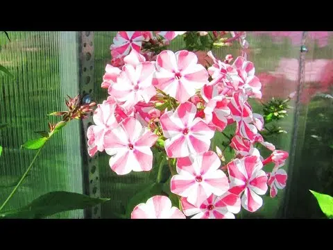 How to root phlox with cuttings: terms, rules, methods