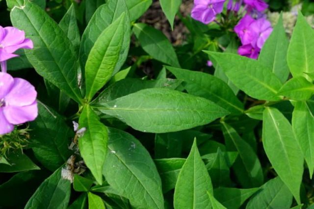 How to root phlox with cuttings: terms, rules, methods