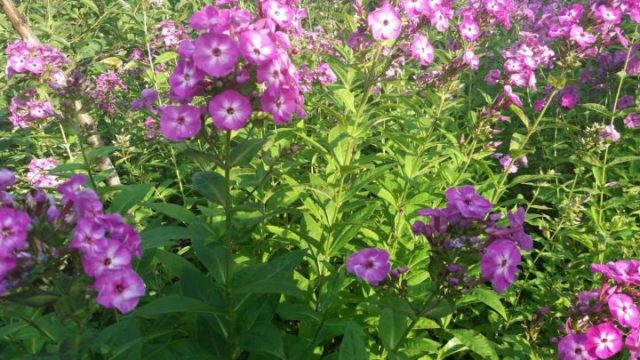 How to root phlox with cuttings: terms, rules, methods