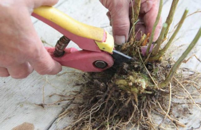 How to root phlox with cuttings: terms, rules, methods