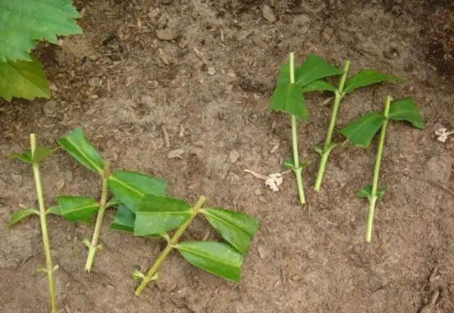 How to root phlox with cuttings: terms, rules, methods