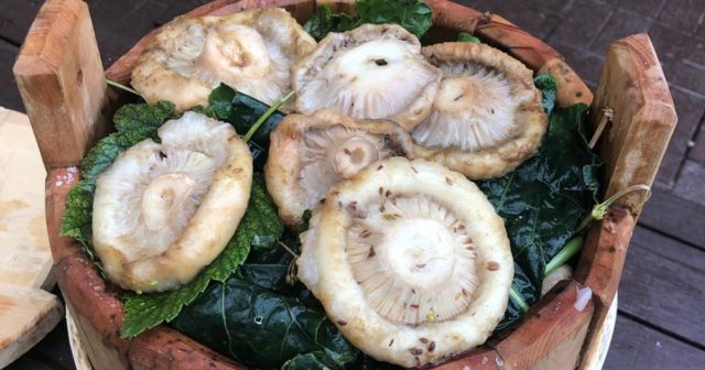 How to salt boiled milk mushrooms: recipes for cooking for the winter after cooking, how much they salt