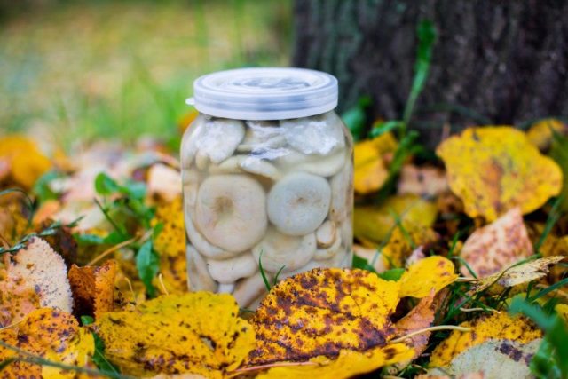 How to salt boiled milk mushrooms: recipes for cooking for the winter after cooking, how much they salt