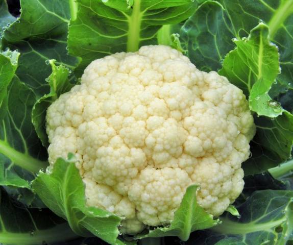 How to salt cauliflower for the winter 