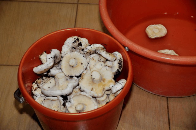 How to salt dry milk mushrooms (white mushrooms) in a hot way: simple recipes for the winter with photos, videos