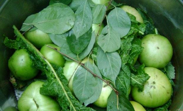 How to salt green tomatoes in a barrel