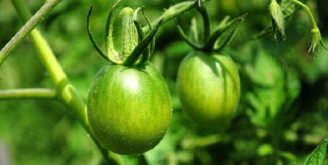 How to salt green tomatoes in a saucepan 