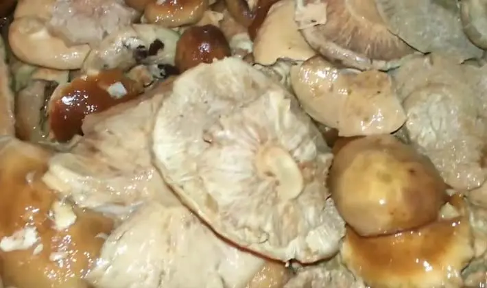 How to salt large milk mushrooms (recipes)