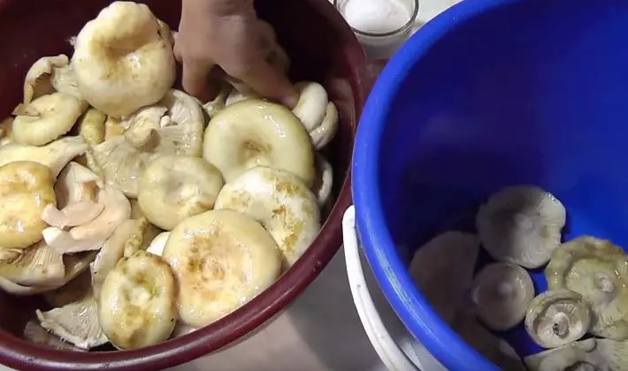 How to salt large milk mushrooms (recipes)