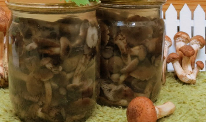 How to salt milk mushrooms for the winter without cooking