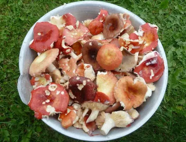 How to salt russula in a cold way without cooking