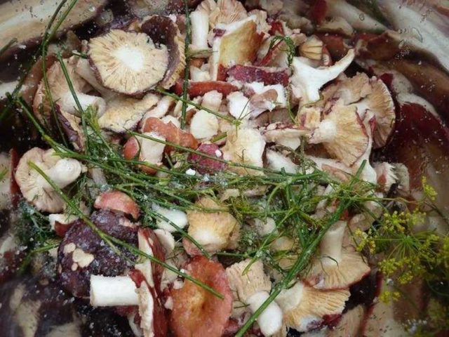 How to salt russula in a cold way without cooking