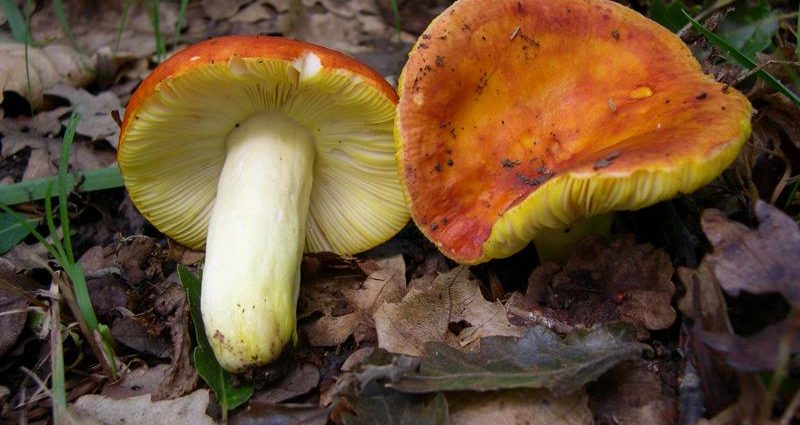 How to salt russula in a cold way without cooking