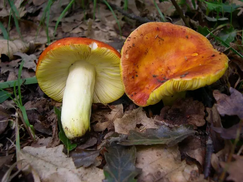 How to salt russula in a cold way without cooking