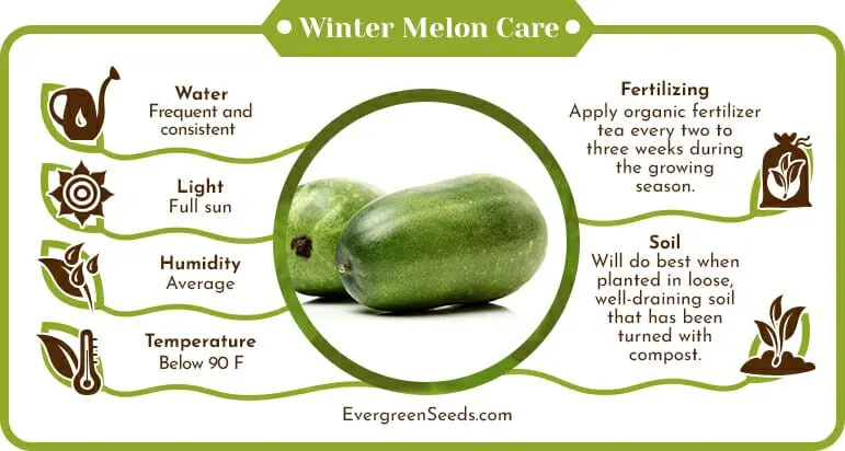 How to save a melon for the winter