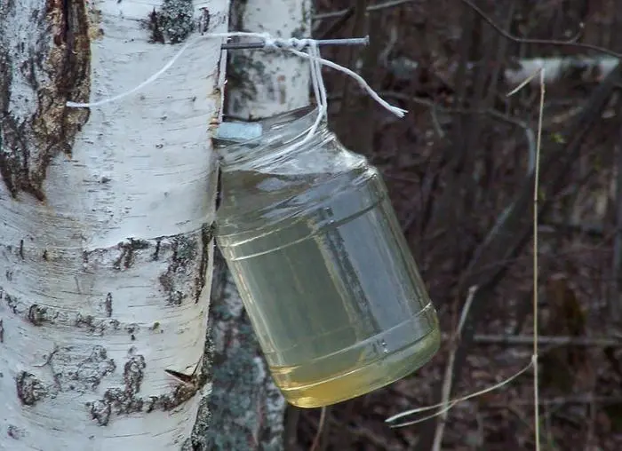 How to save birch sap