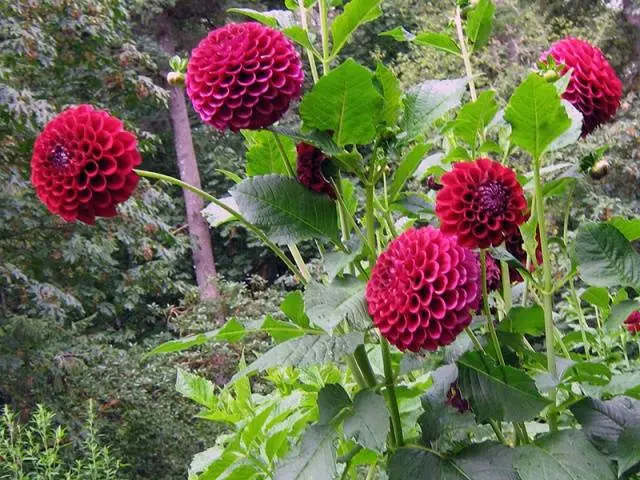 How to save dahlias in winter at home