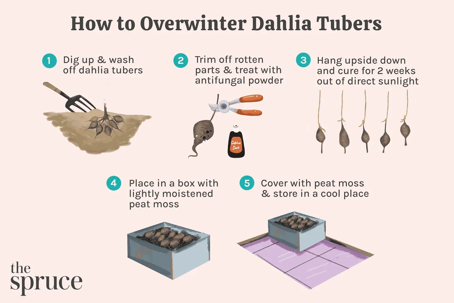 How to save dahlias in winter at home