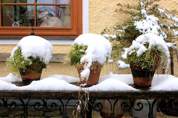 How to save greenery for the winter 