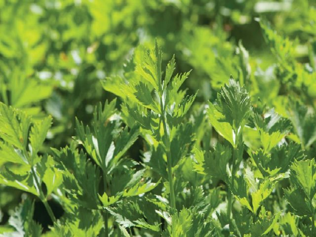 How to save leaf celery for the winter