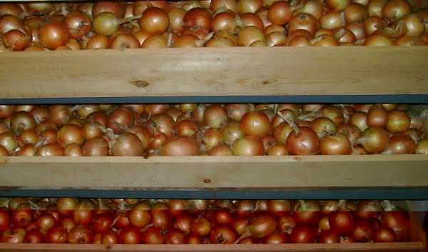 How to save onions until spring: preparation and storage