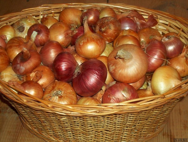 How to save onions until spring: preparation and storage